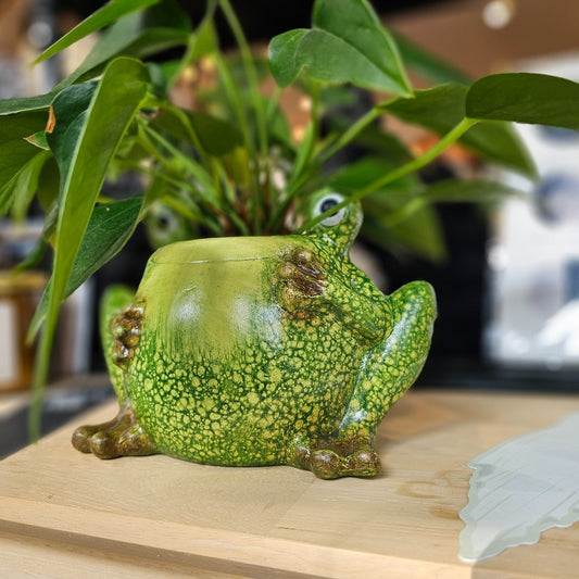 Anthurium | Frog | Grow For Good | 30|37