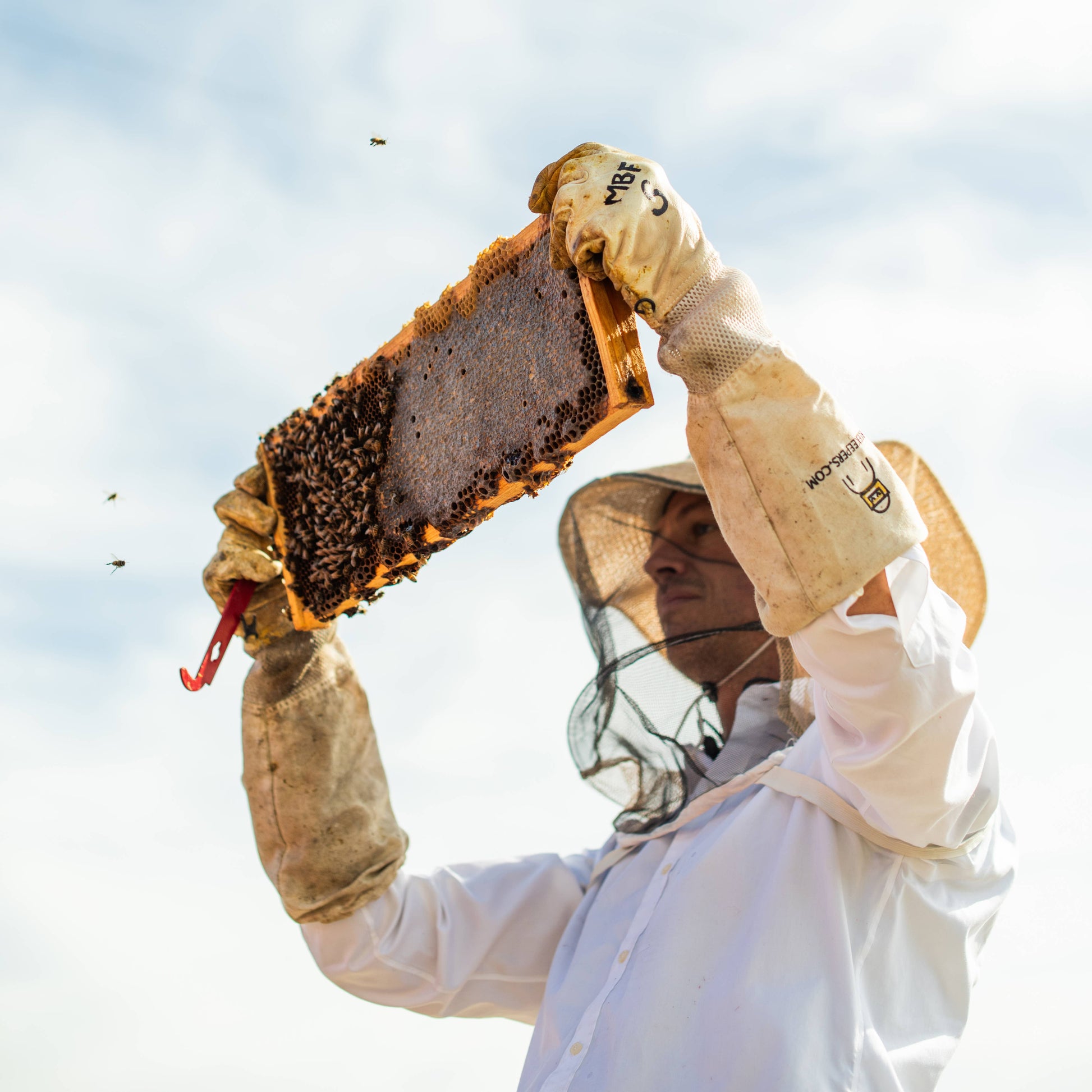 Person in a beekeeping suit holding a honeycomb frame against a clear sky.