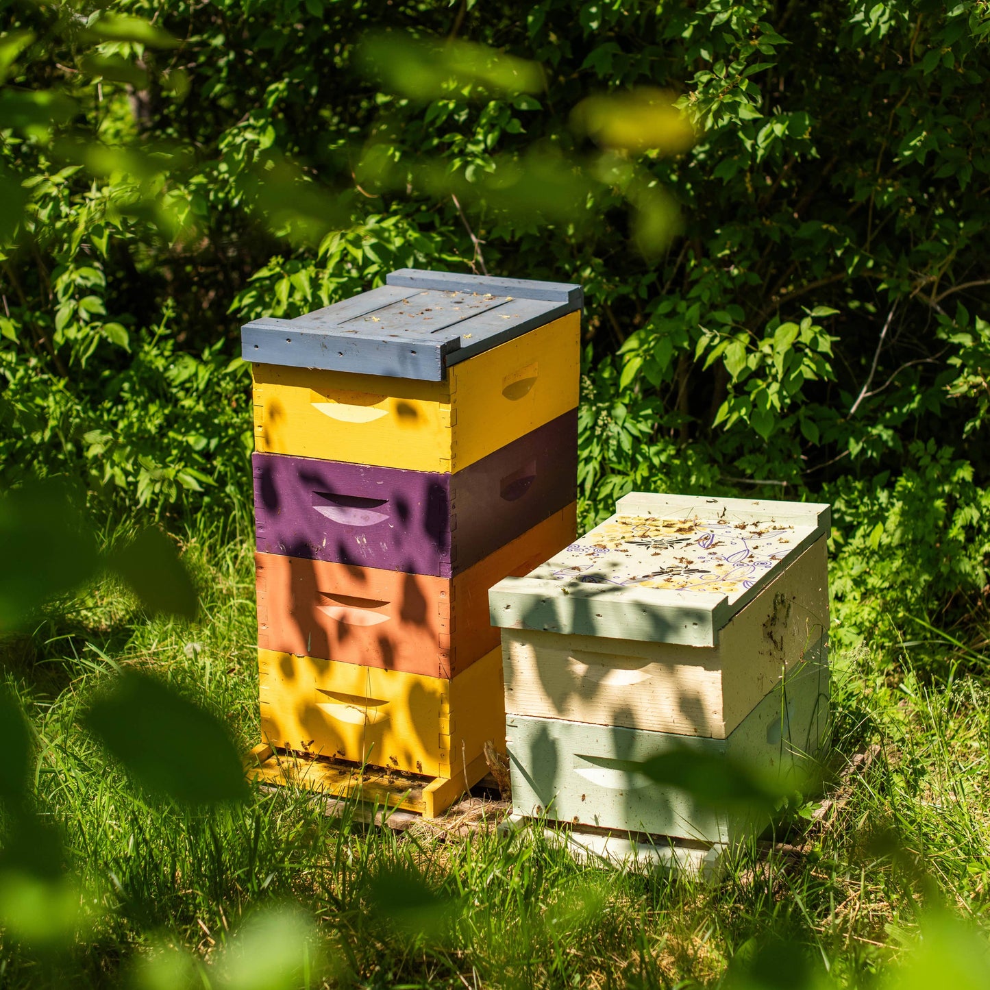 Colorful beehives in a natural setting with greenery