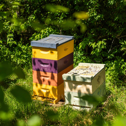 Colorful beehives in a natural setting with greenery