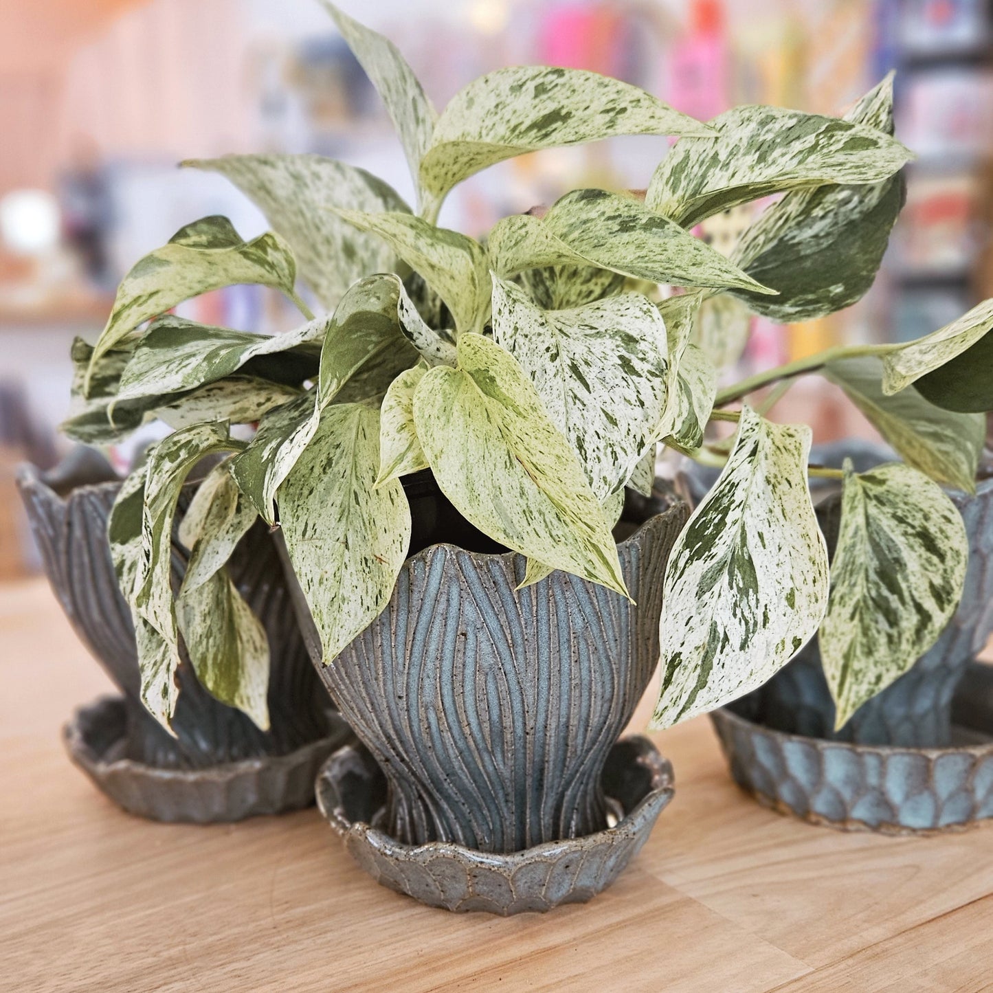 Decorative potted plants on a wooden surface with a blurred indoor background