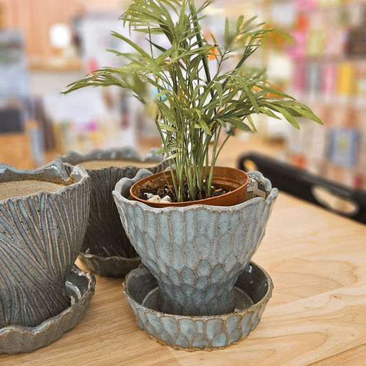 Potted plant on a wooden surface with a blurred background