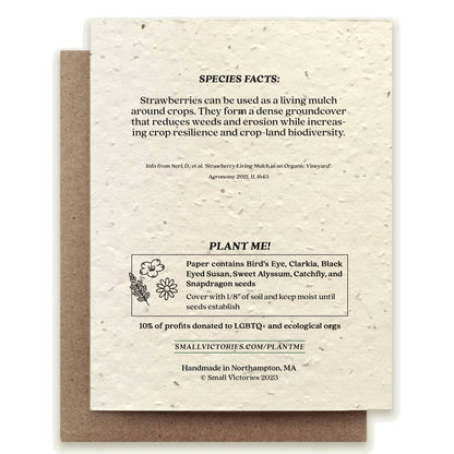 Seed paper product with text about strawberries and planting instructions on a white background