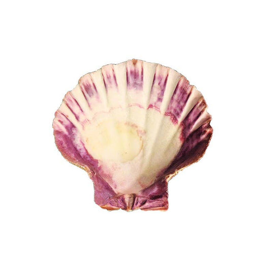 Shell with pink and white pattern on a white background
