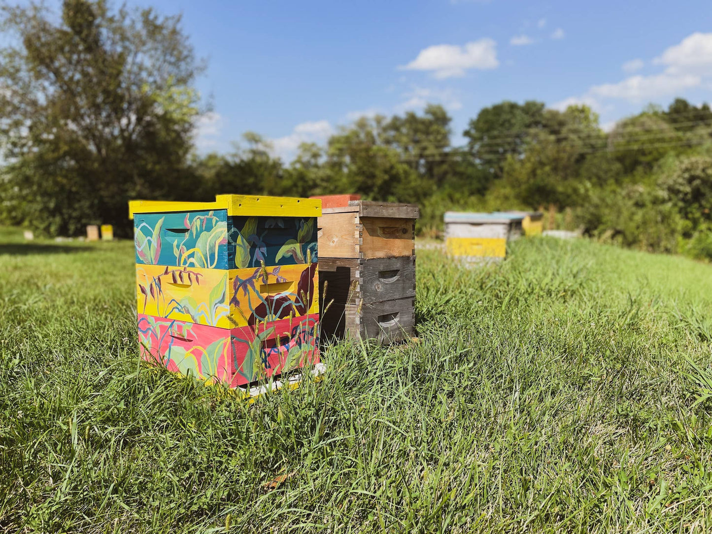 Colorful bee hives in a grassy field with trees in the background
