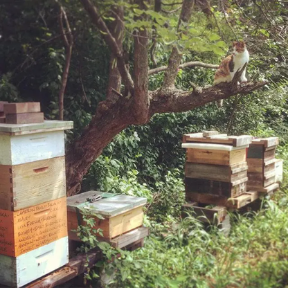Queen's Apiary Candle