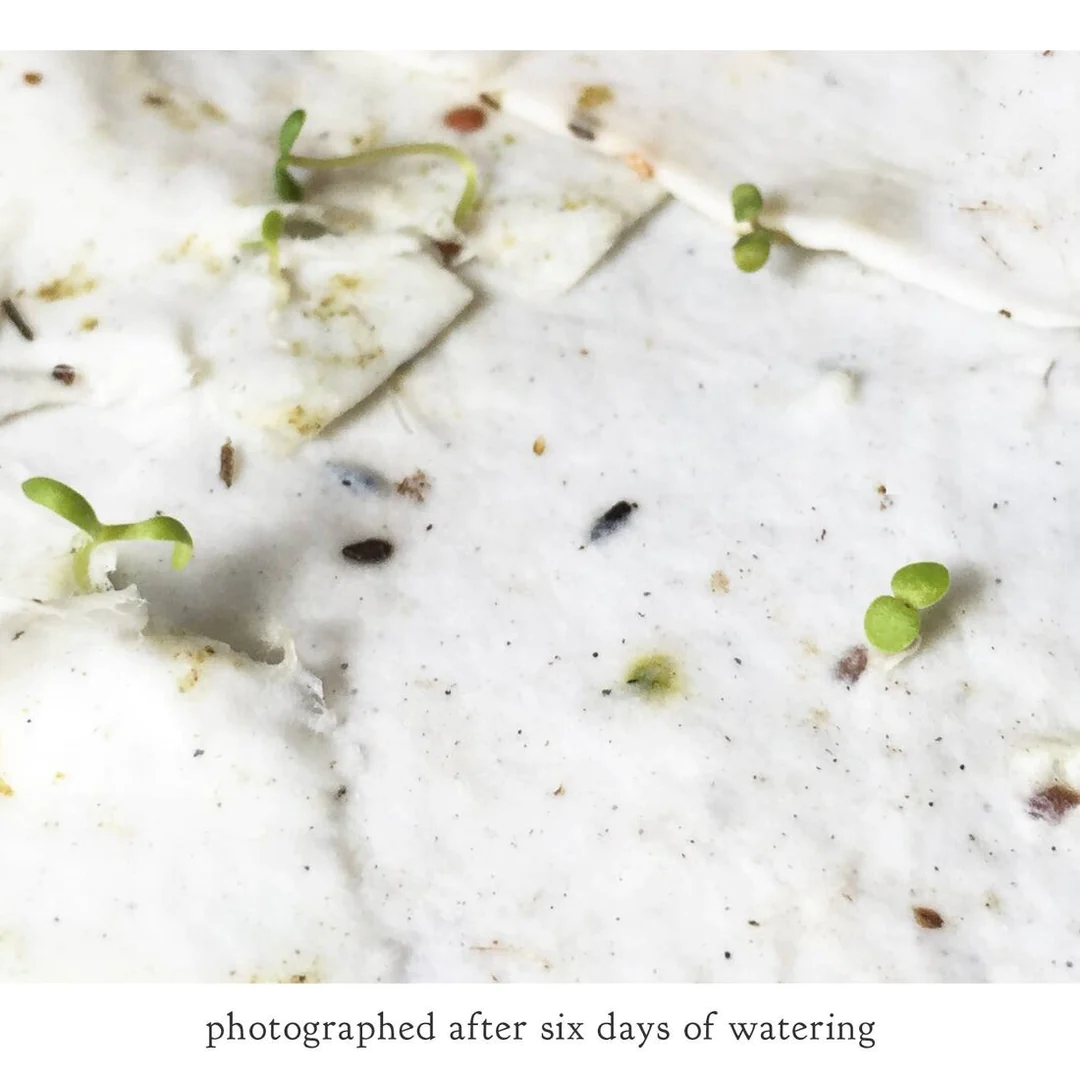 Close-up of a marble surface with small green plants after six days of watering.