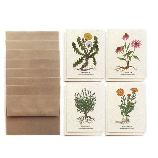 Set of botanical cards with plant illustrations and a brown envelope on a white background
